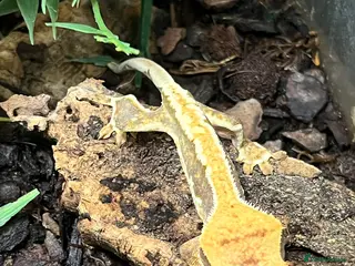 Gecko reptiles Designer Crested Geckos - Advert 1