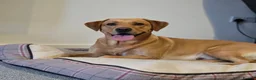 Labrador Retriever dogs for stud: Stunning Lab for stud in ELY - Advert 2