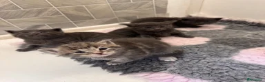 Silver Tabby - Male