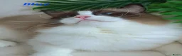 Ragdoll cats for sale: ✨ Exceptional Ragdolls,a distinguished lineage ✨ - Advert 4