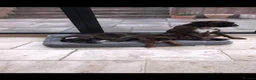 Boxer dogs for sale: Beautiful KC boxer puppies  in Colchester - Advert 12