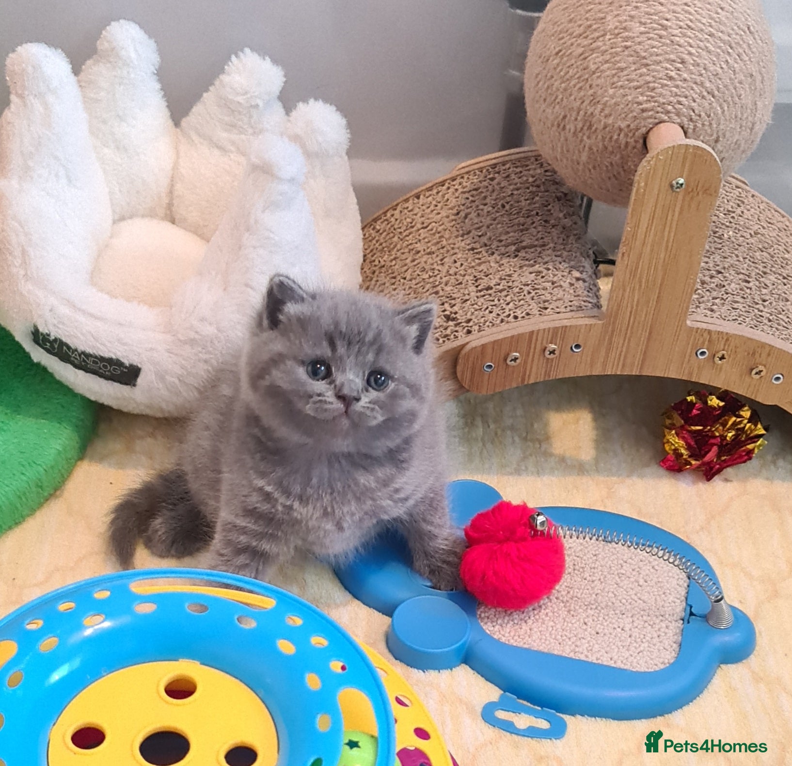 British Shorthair cats British ShortHair Kittens 💝GCCF  - Advert 2