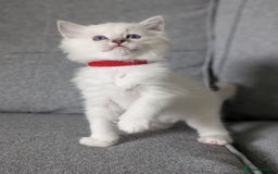 Ragdoll cats for sale: Ragdoll Kittens  - Image 2