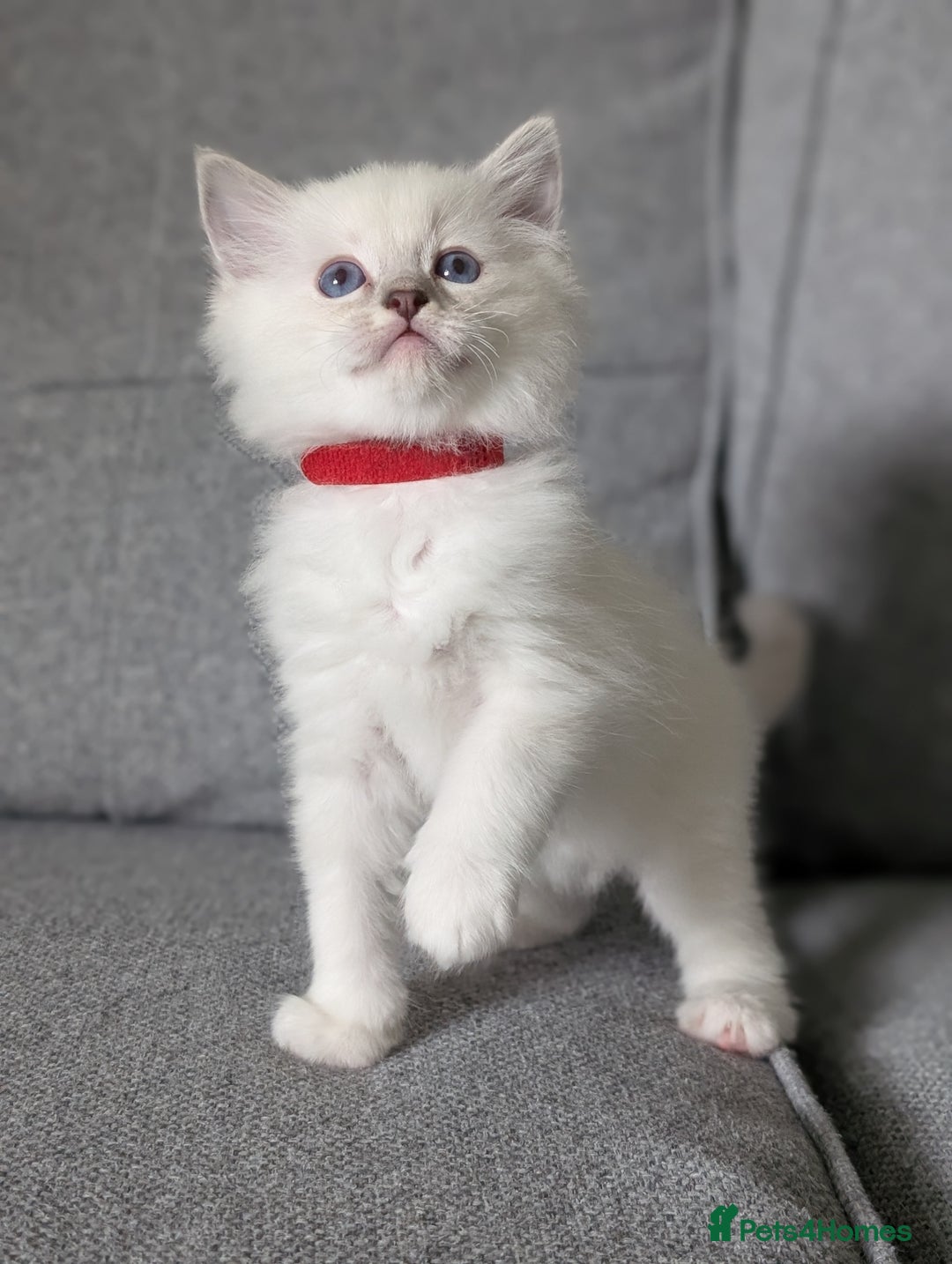 Ragdoll cats for sale: Ragdoll Kittens  - Image 2