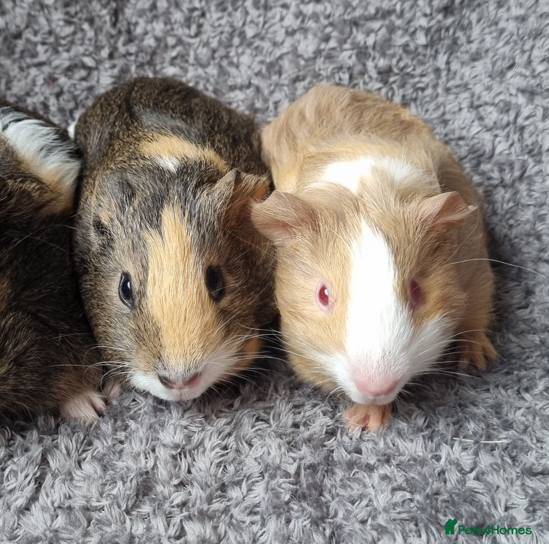 Guinea Pig rodents Adorable baby guineas - Advert 2