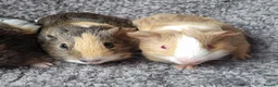 Guinea Pig rodents for sale: Bonded pair of boars - Advert 14