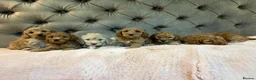 Cockapoo dogs for sale: Adorable Toy Cockapoos (F1b) - Advert 3
