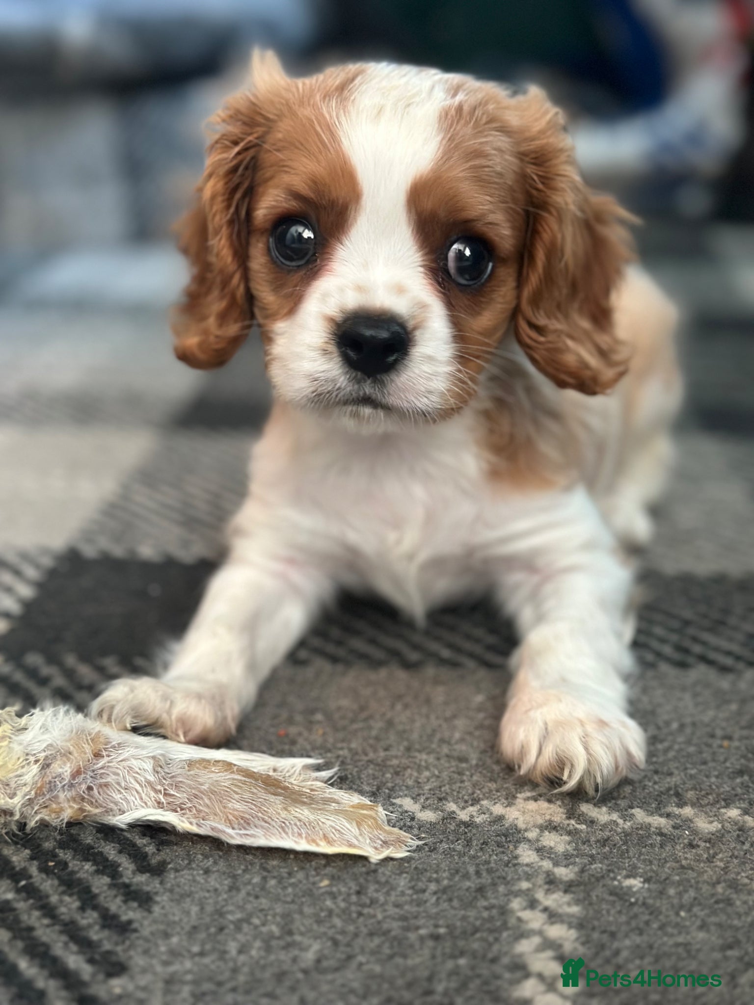 Cavalier King Charles Spaniel dogs 💙 KC Reg Cavalier King Charles-1 Boy Remaining 💙 - Advert 1