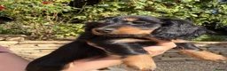 Miniature Dachshund dogs for sale: READY NOW KC Long-Haired Miniature Dachshund girl - Advert 21