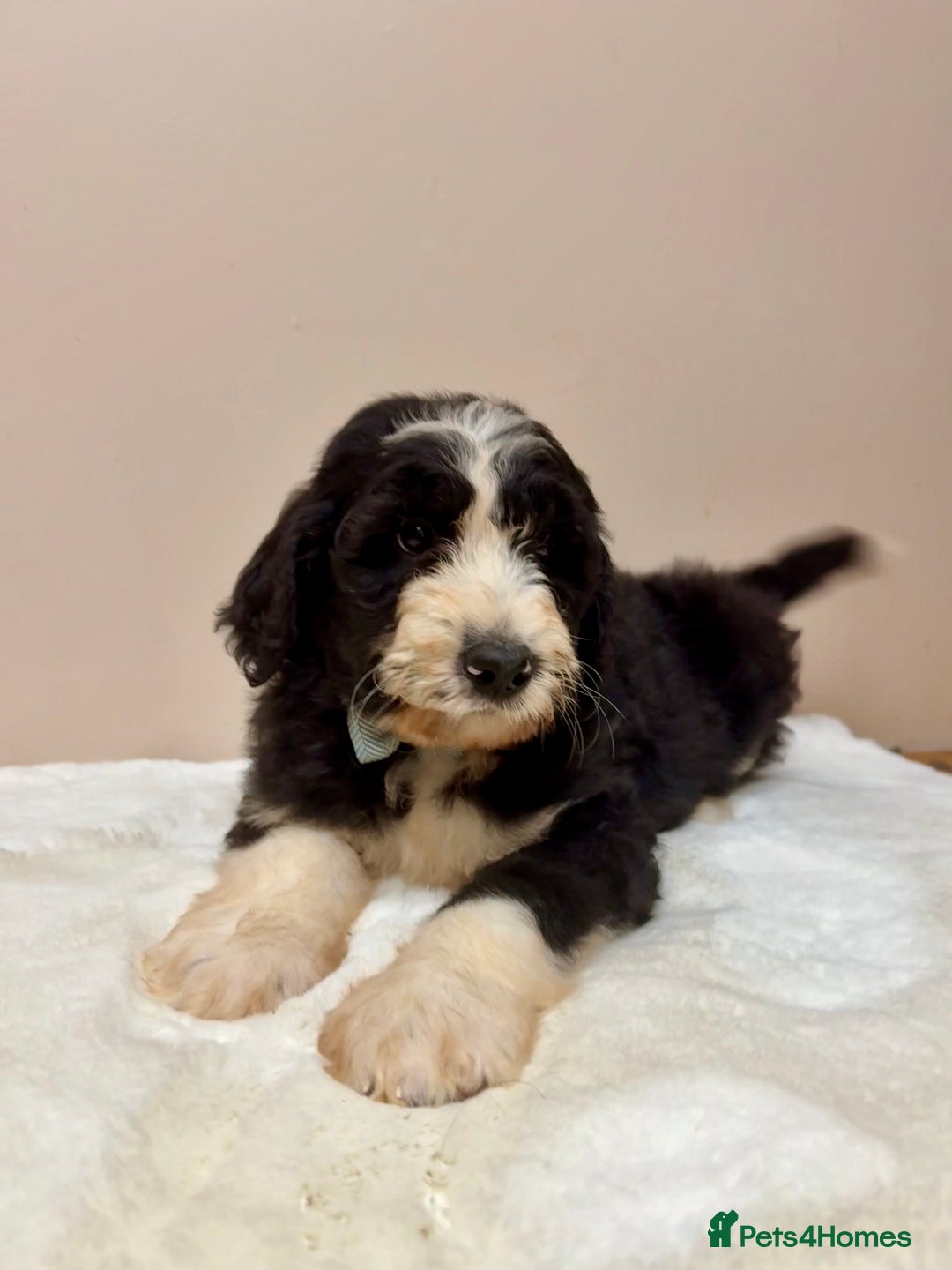 Bernedoodle dogs for sale: F1 Standard Bernerdoodles - Advert 5