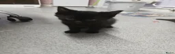 Maine Coon cats for sale: 6 week old beautiful maine coon x kittens for sale - Advert 8