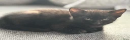 Mixed Breed cats for sale: 6 wonderful kittens  - Advert 5