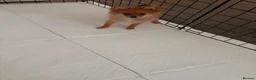 Pomeranian dogs for sale: Pomeranian fox snout - Advert 3