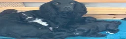 Sprocker dogs for sale: Two Beautiful Sprocker Spaniel Girls Available - Advert 2