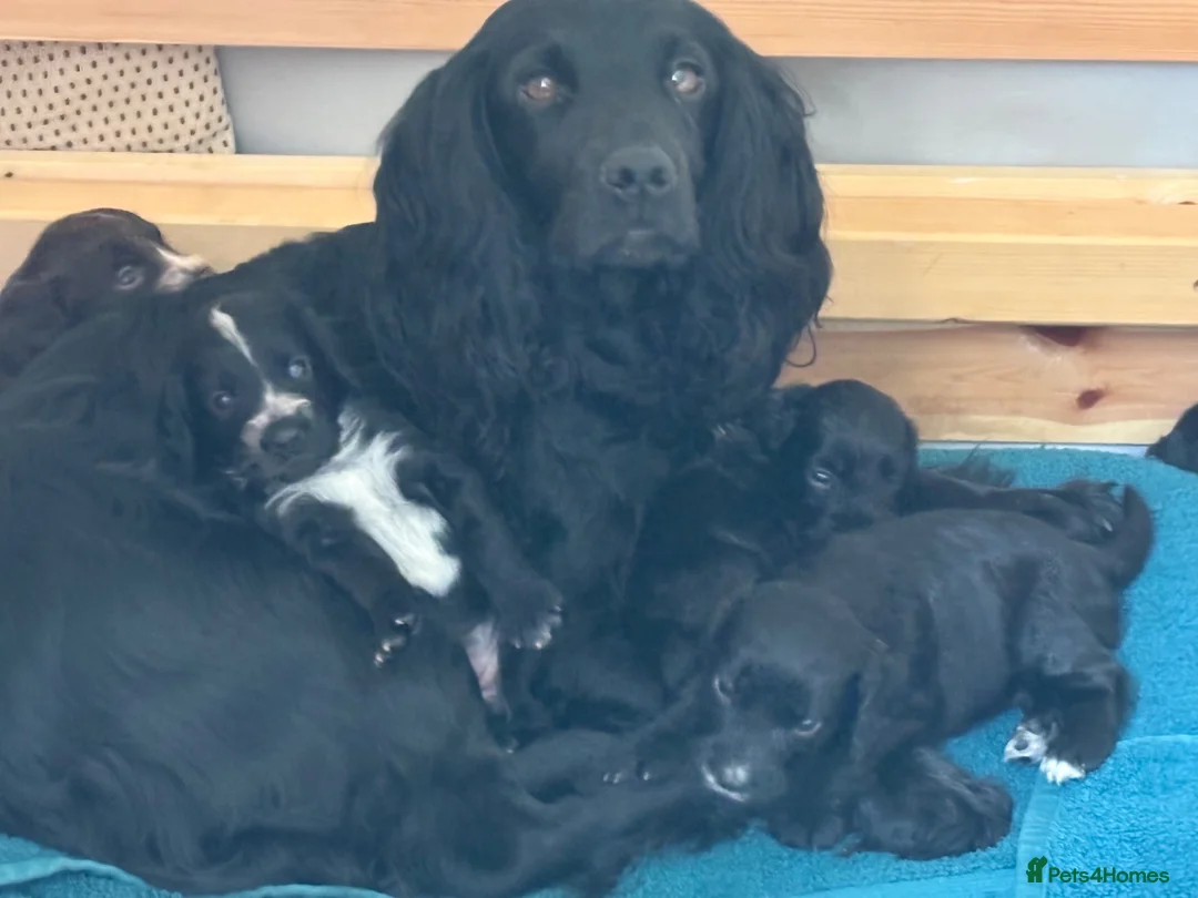 Sprocker dogs for sale: Two Beautiful Sprocker Spaniel Girls Available - Advert 2