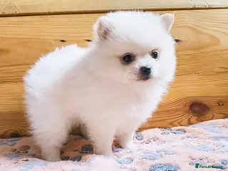 Pomeranian dogs Stunning White/Cream Pomeranian Puppies - Advert 13