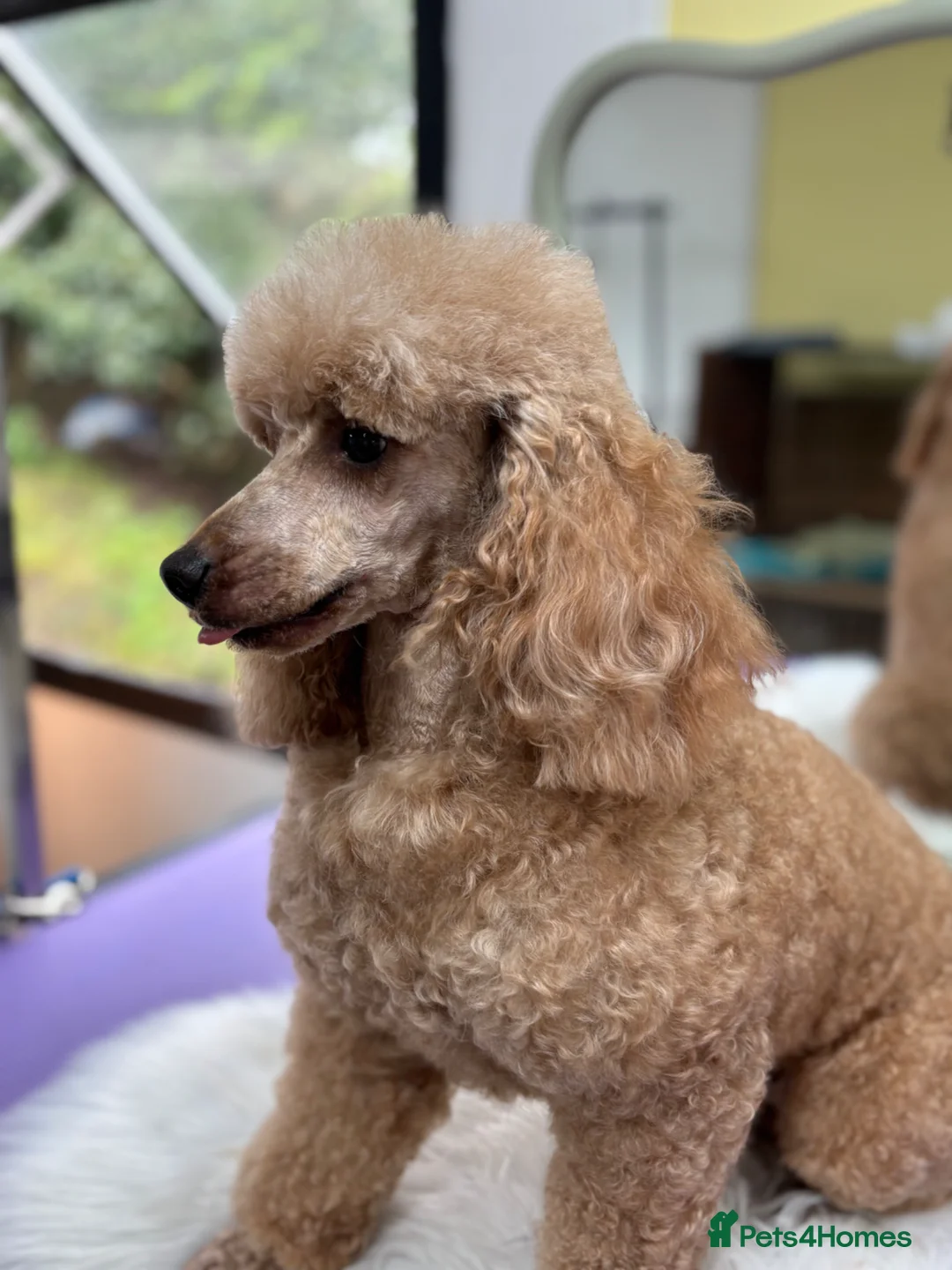 Miniature Poodle dogs for stud: Beautiful Beocca - Advert 3