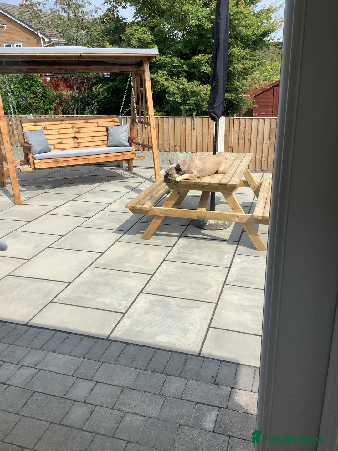 Cocker Spaniel dogs for sale: For sale 1 male working cocker spaniel - Image 2