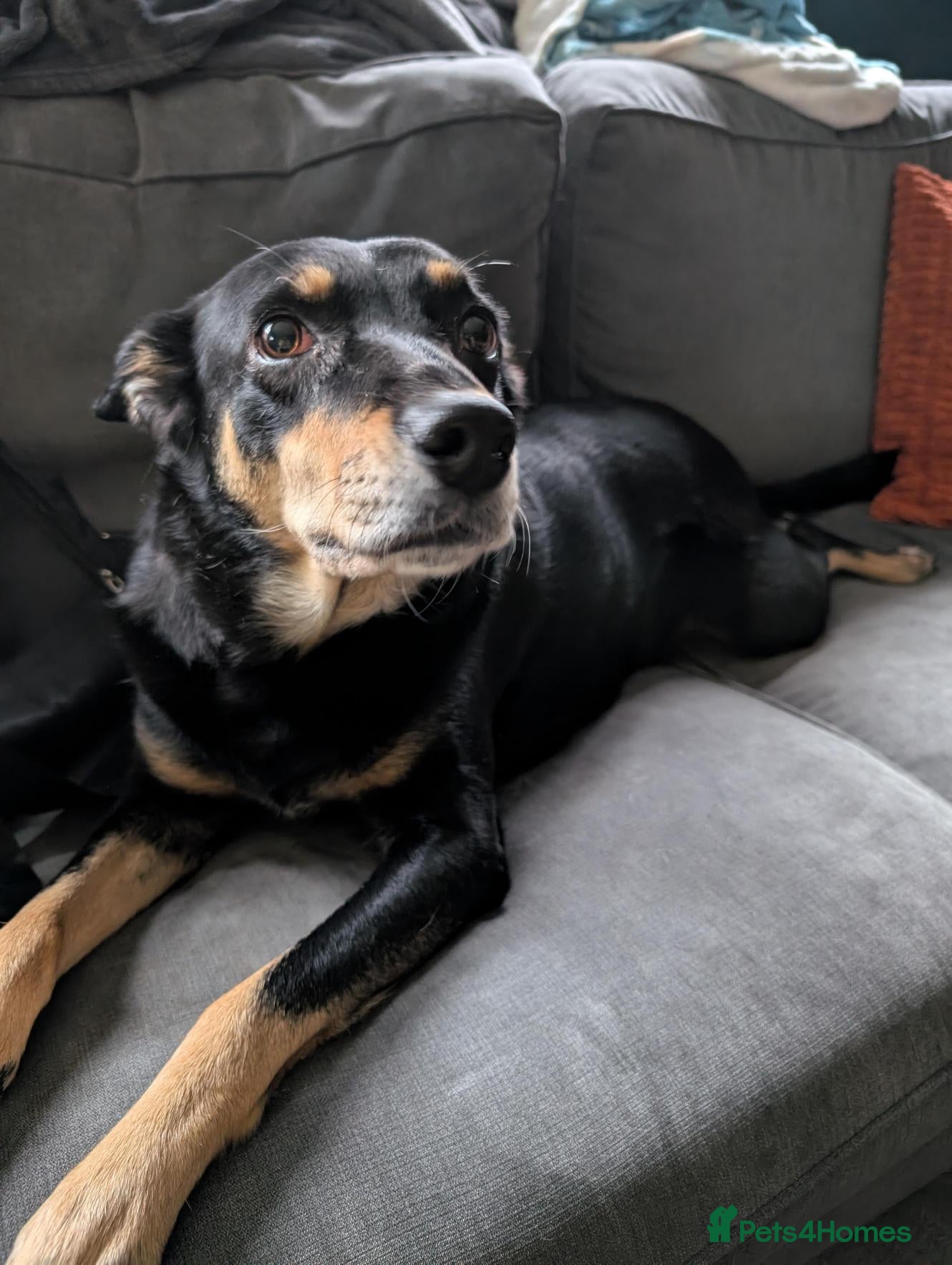 Mixed Breed dogs Sweet, People-Loving Kelpie Ready for a New Home - Advert 1