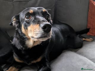 Mixed Breed dogs Sweet, People-Loving Kelpie Ready for a New Home - Advert 5