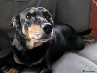 Mixed Breed dogs Sweet, People-Loving Kelpie Ready for a New Home - Advert 5