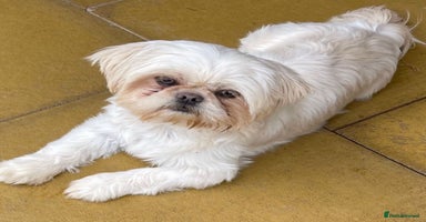 Shih Tzu dogs 🧡💜Stunning KC Registered Shih Tzu Puppies🧡💜 - Advert 5