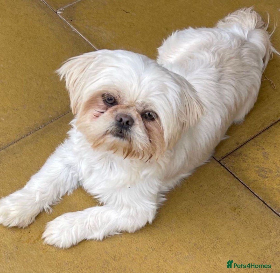 Shih Tzu dogs for sale: 🧡💜Stunning KC Registered Shih Tzu Puppies🧡💜 - Advert 6