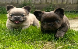 French Bulldog dogs for sale: Full fluffy french bulldogs top quality 2 left  - Image 7
