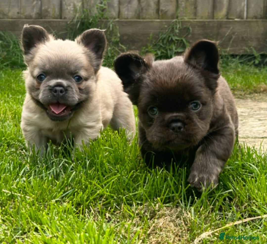 French Bulldog dogs for sale: Full fluffy french bulldogs top quality 2 left  - Image 7