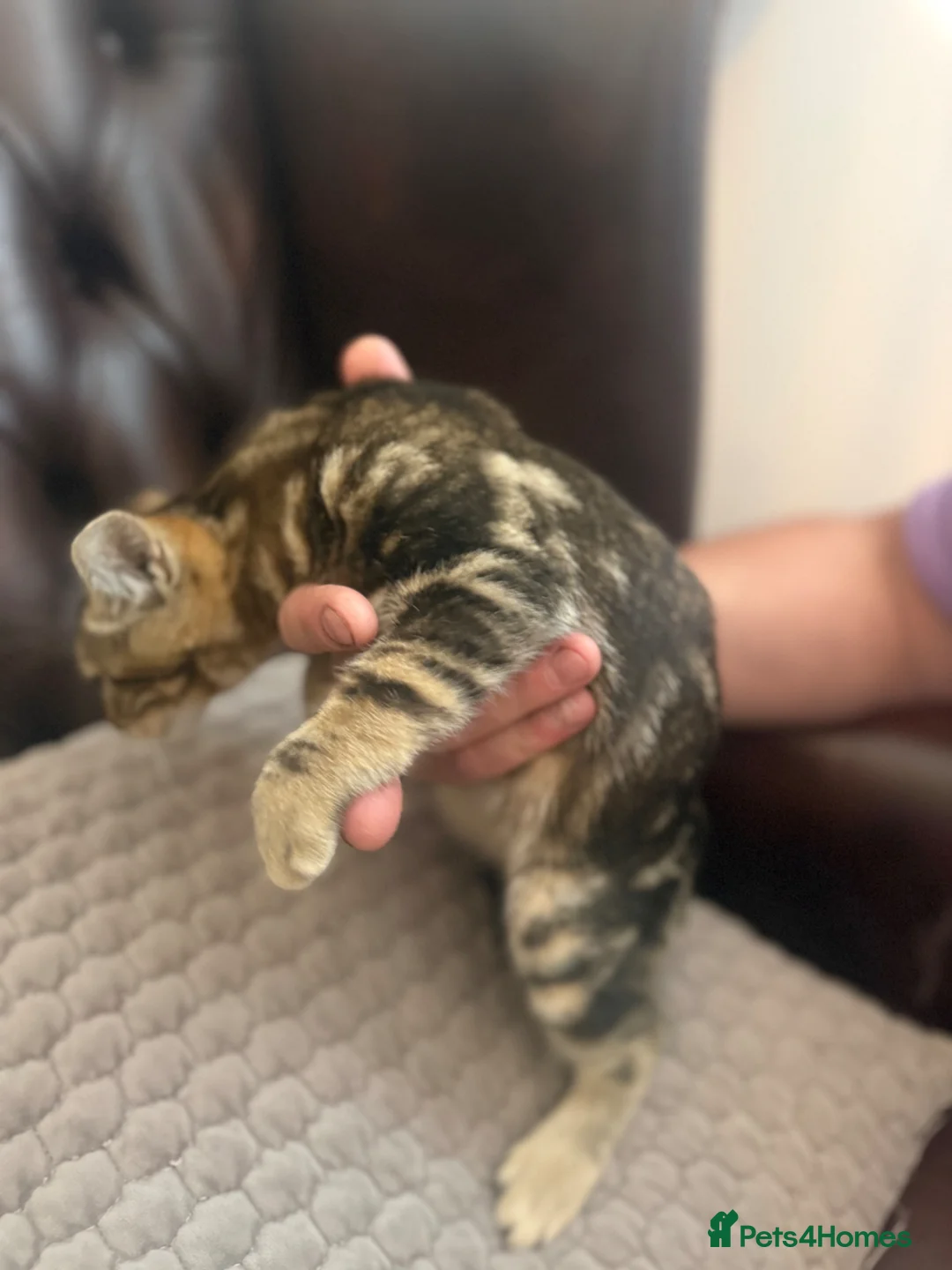 Bengal cats for sale: Bengal kittens, only girls left - Advert 14