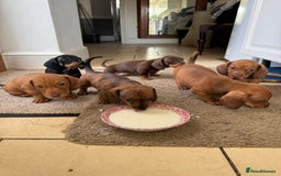 Miniature Dachshund dogs for sale: Miniature Dachshund Puppies  - Image 7