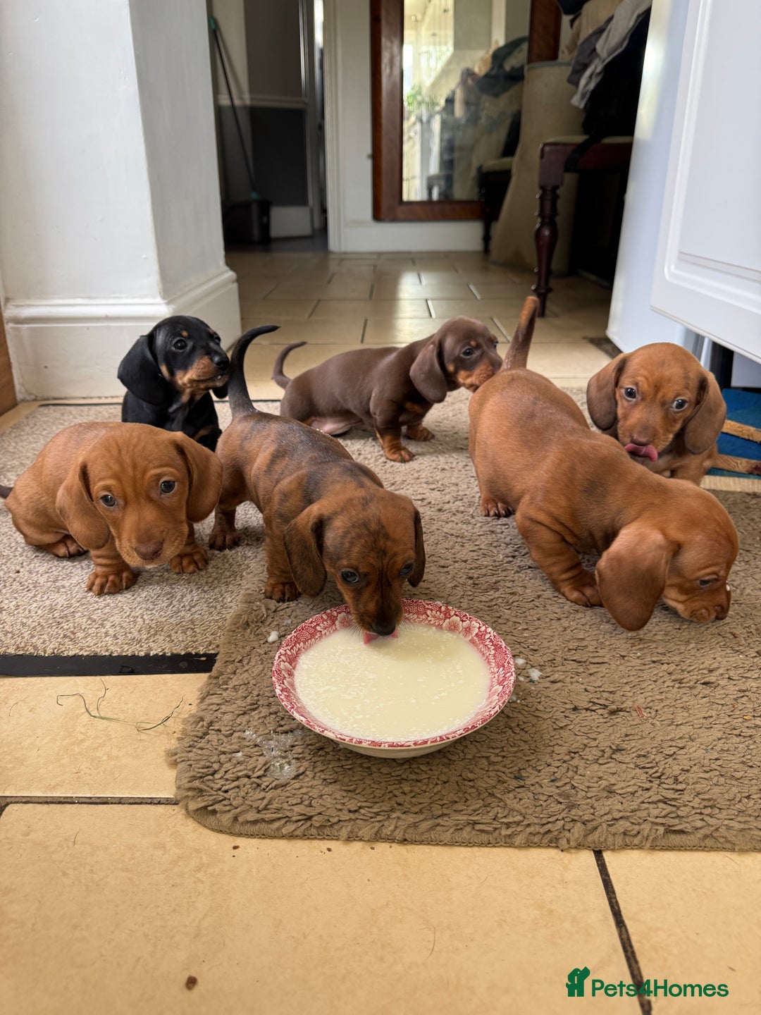 Miniature Dachshund dogs for sale: Miniature Dachshund Puppies  - Image 7