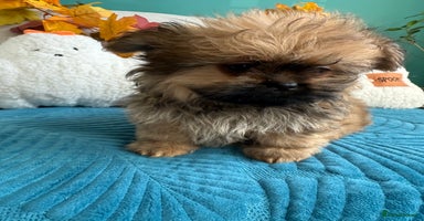 Mixed Breed dogs - Advert 10