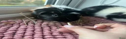 Guinea Pig rodents for sale: 2 BOARS SOLD SEPARATELY (ready to go in a month)  - Advert 2