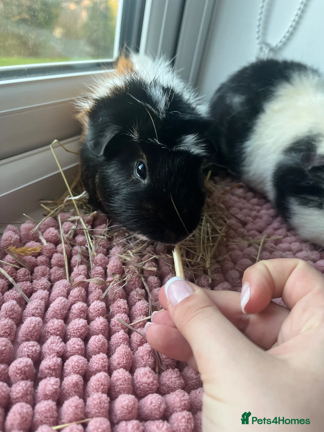 Guinea Pig rodents for sale: 2 BOARS SOLD SEPARATELY (ready to go in a month)  - Advert 2