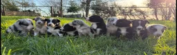 Border Collie dogs for sale: Border collie pups - Advert 1