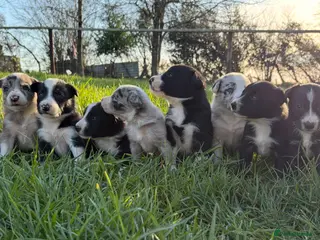 Border Collie dogs for sale: Border collie pups - Advert 2