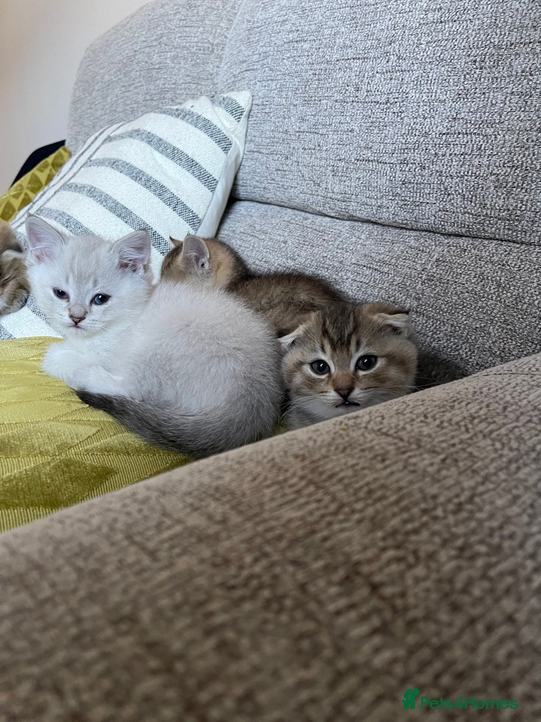 Scottish Fold cats for sale: ✨ STUNNING SCOTTISH FOLD KITTENS ✨ - Advert 3