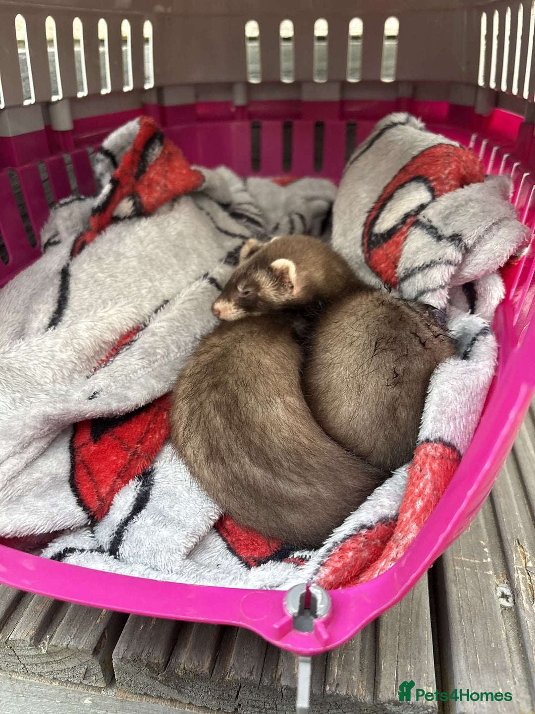 Ferret rodents for sale: 2 girl ferrets 9 week old - Image 3