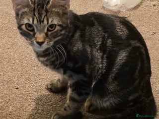 Mixed Breed cats - Advert 11