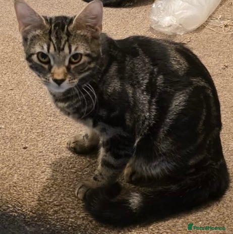 Mixed Breed cats - Advert 8