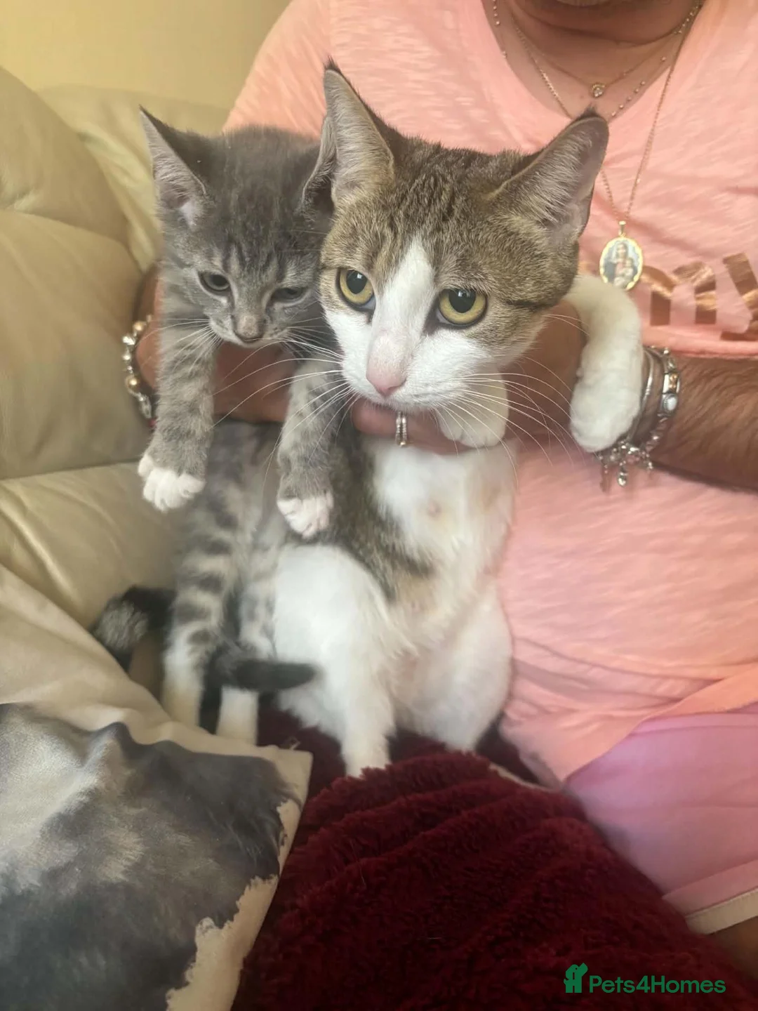 Mixed Breed cats for sale: Beautiful 10-Week-Old Female Kitten - Advert 9