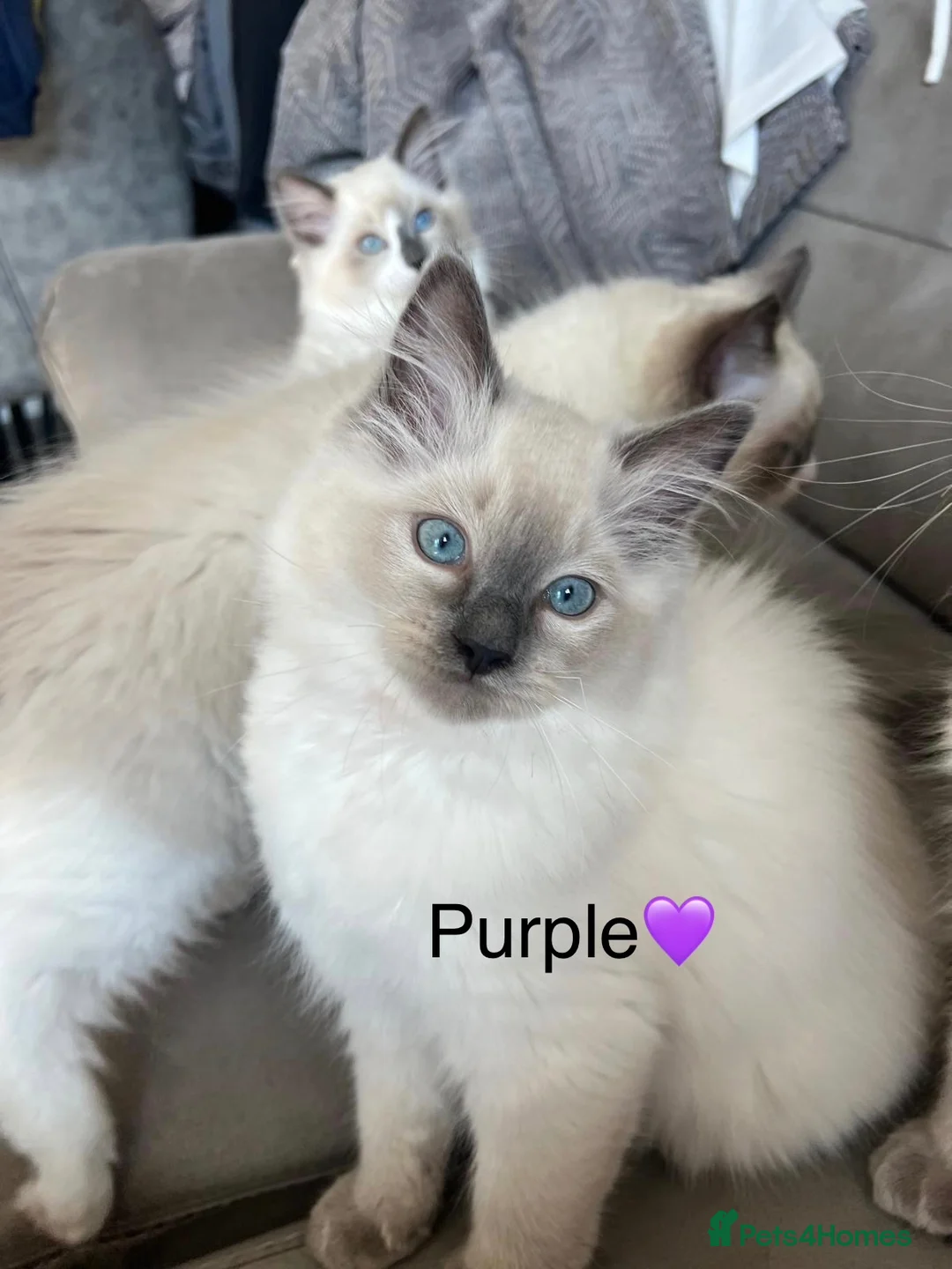 Ragdoll cats for sale: 🩵TWO Beautiful Bluepoint Ragdoll girls for sale🩵 - Advert 2