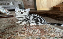 British Shorthair cats for sale: Silver Tabby BSH GCCF registered Kittens - Image 14