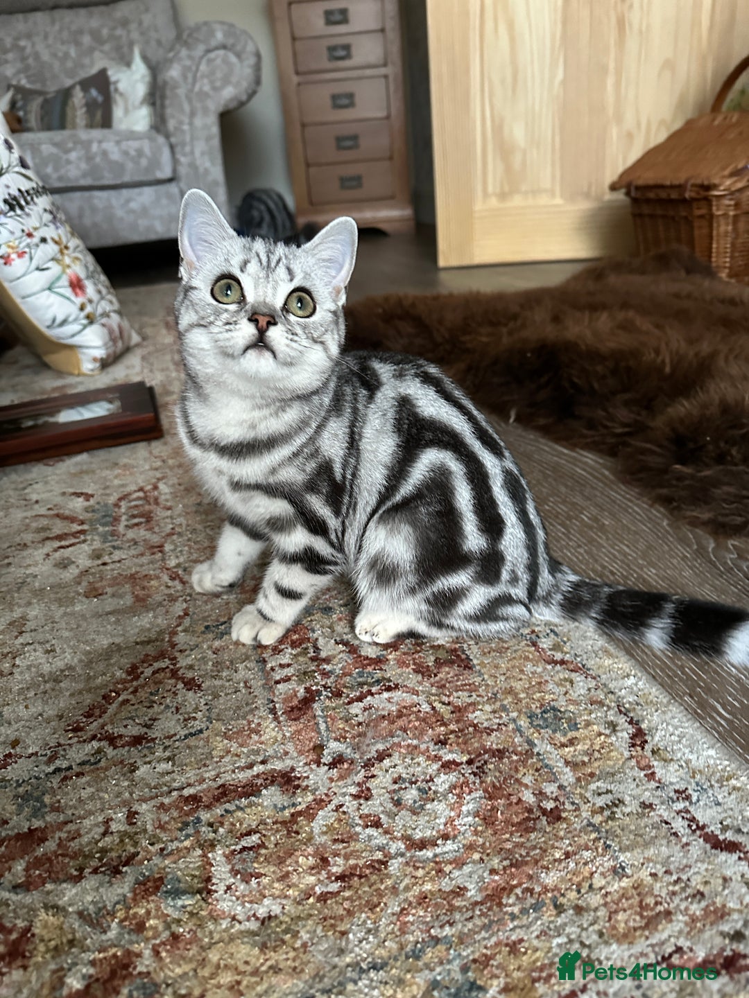 British Shorthair cats for sale: Silver Tabby BSH GCCF registered Kittens - Image 14