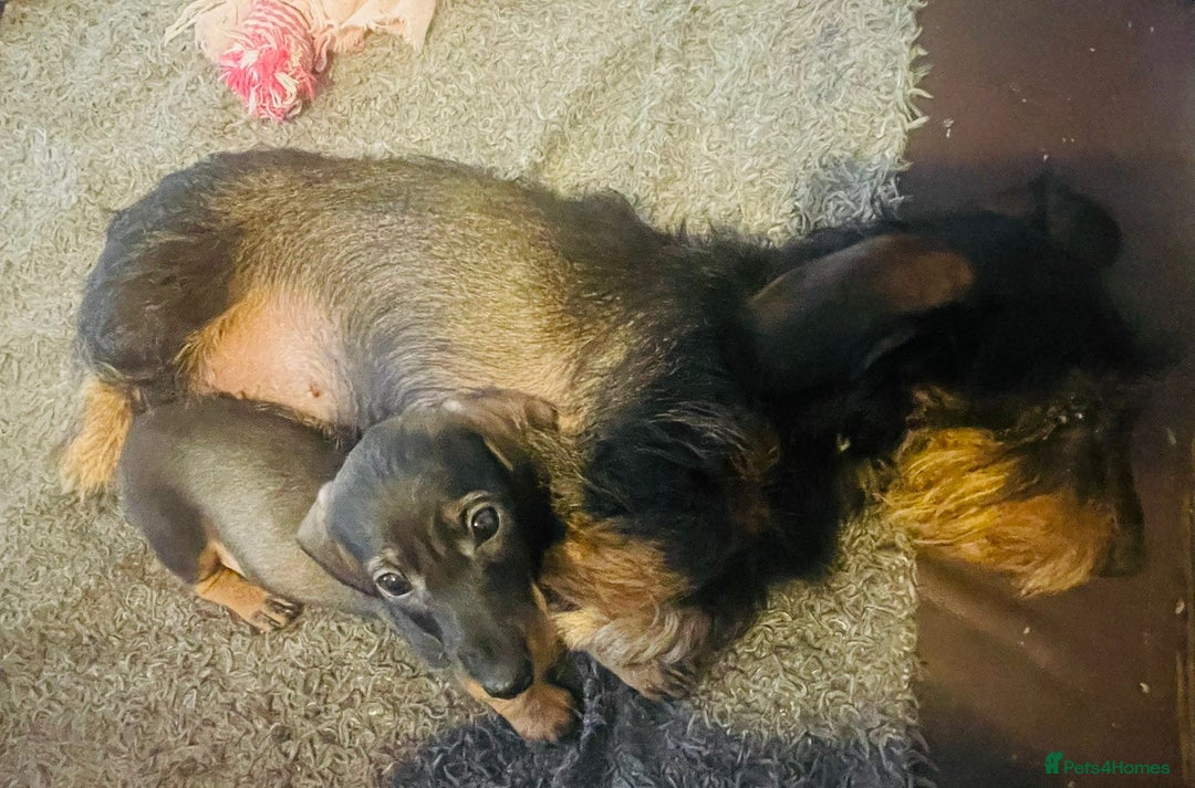 Miniature Dachshund dogs for sale: KC reg miniature wire haired dachshund puppies - Image 9