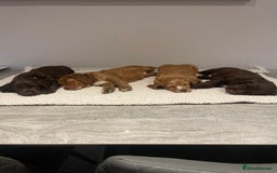 Cocker Spaniel dogs for sale: Working Cocker Spaniels  - Image 6