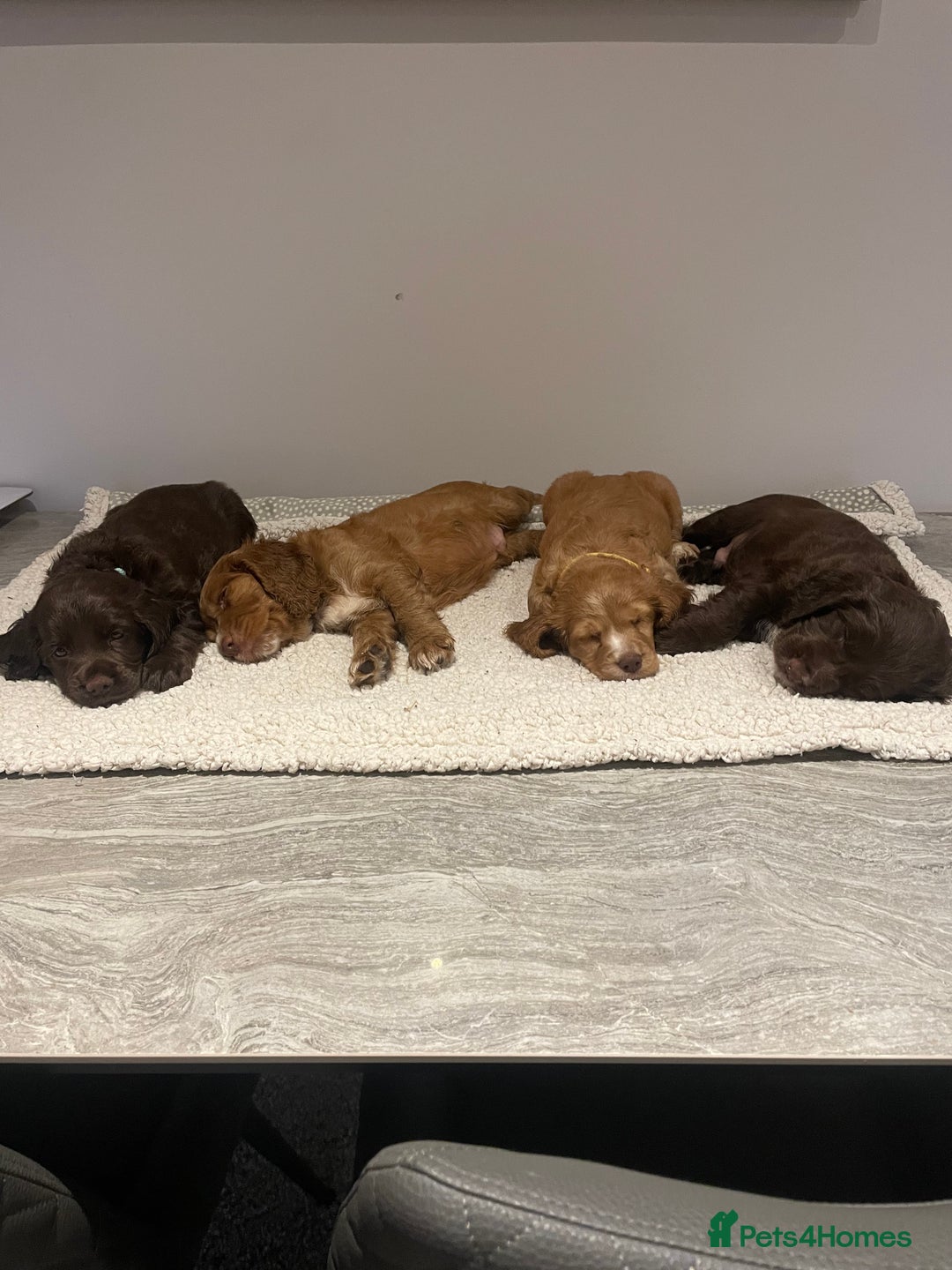 Cocker Spaniel dogs for sale: Working Cocker Spaniels  - Image 6