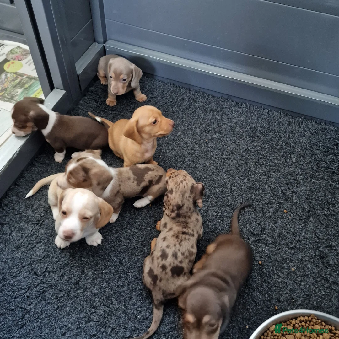 Dachshund dogs for sale: Ready Now, amazing colours - Advert 1