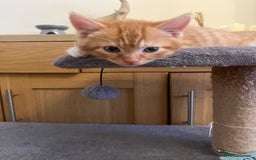 Mixed Breed cats for sale: 9 week old kittens 1 male 1 female - Image 3